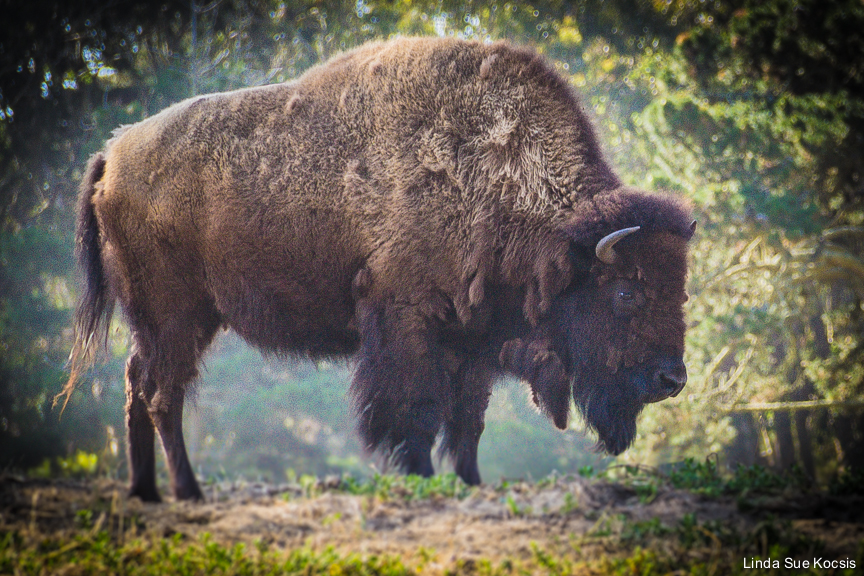 American Bison